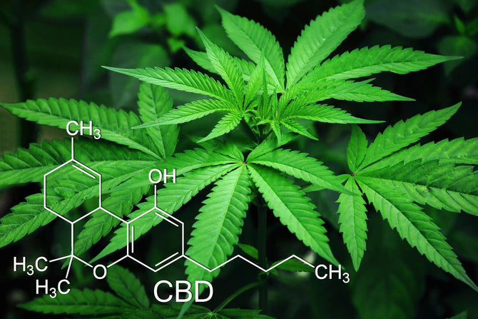 8 bewezen voordelen van CBD - Prohemp.nl
