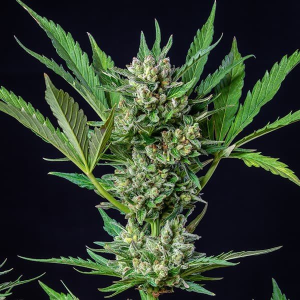 Close-up of a green hemp plant with dense buds and serrated leaves against a black background.
